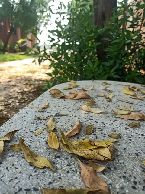 Autumn leaves on a bench