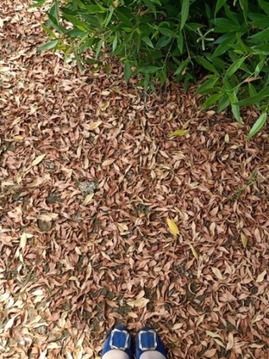 Leaves carpet with a girl feet