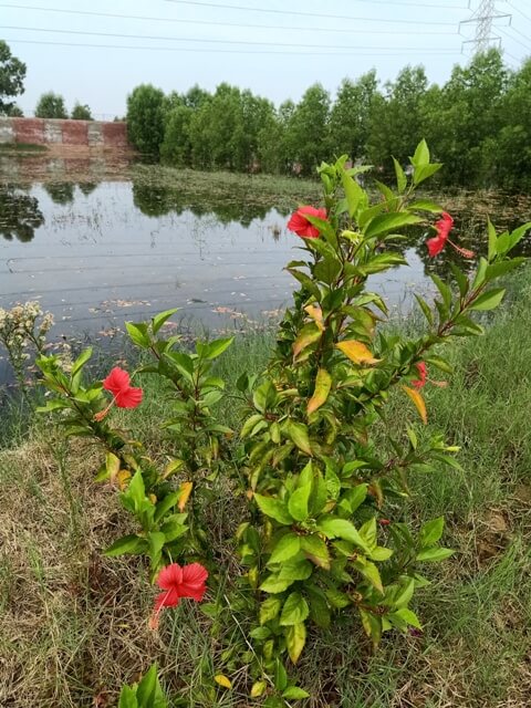 Hibiscus plant on a lake 
