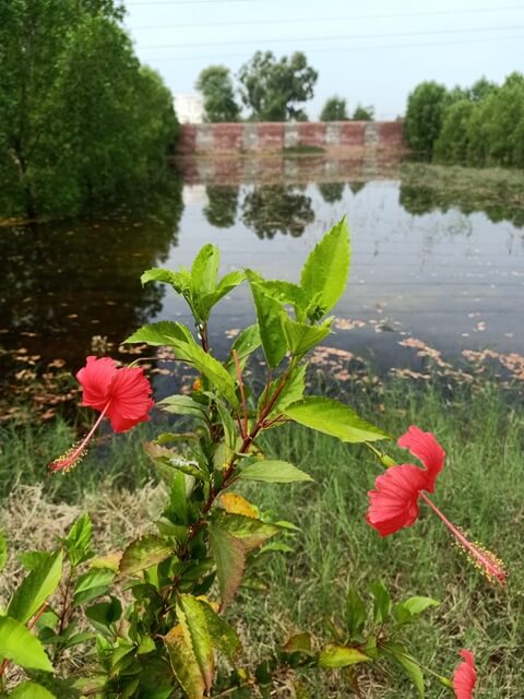 A lake with hibiscus plant and flowers 