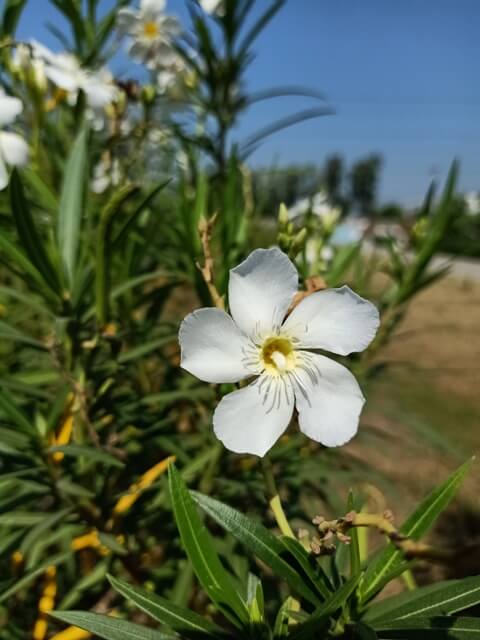 Beautiful crape jasmine flower 