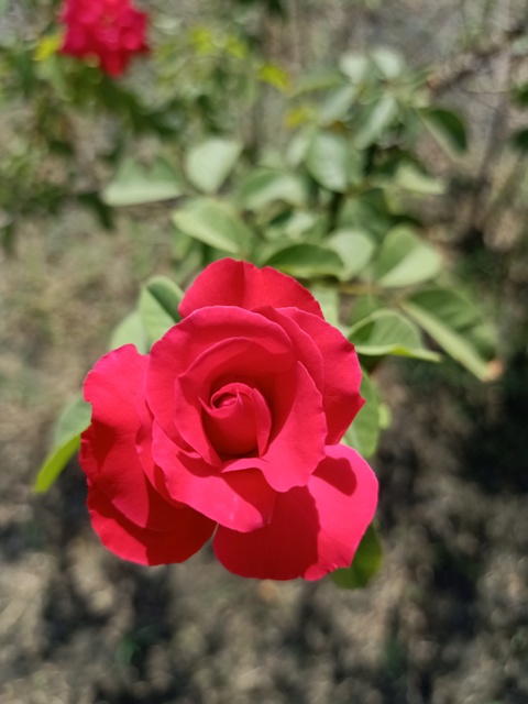 Dorsal view of a red rose 