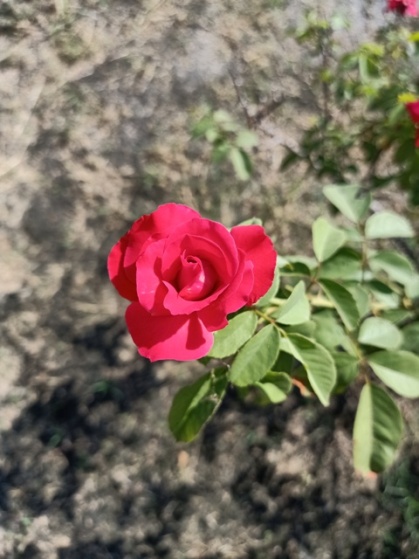 A solo rose on a rose plant 