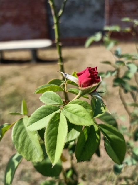 Blooming red rose 