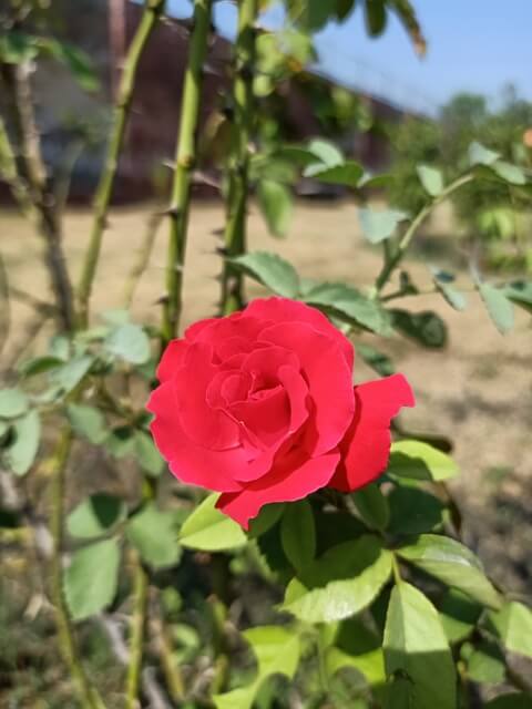 Bright red rose in spring 