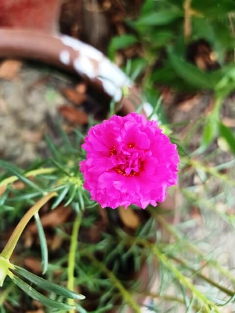 Beautiful moss rose flower