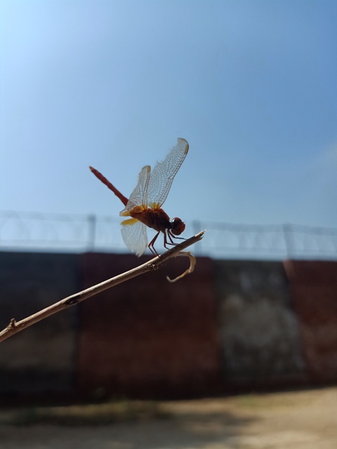 Side view of a dragon fly
