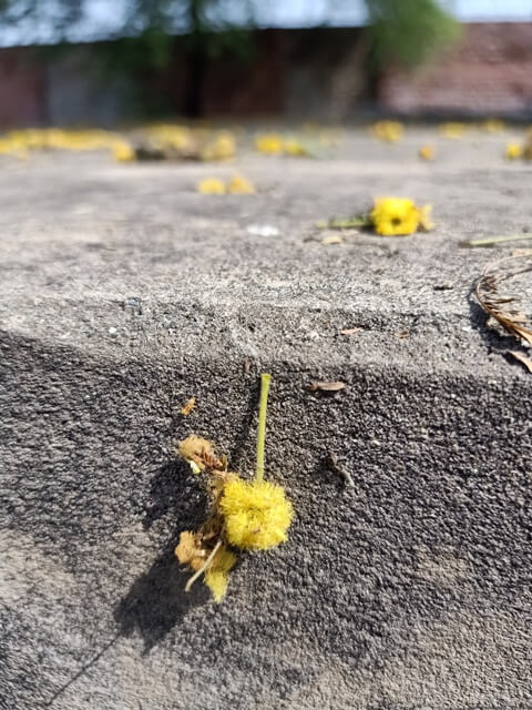 Gum tree flowers on ground
