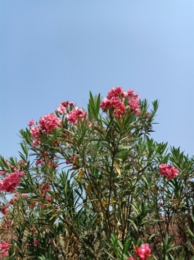 Pink flowers with sky background