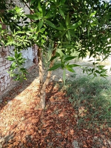 A tree with old and new leaves 