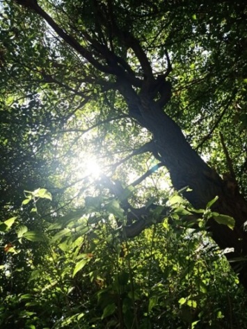 Sun rays through a tree 