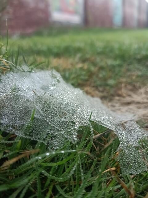 Dew drops on a web in grass