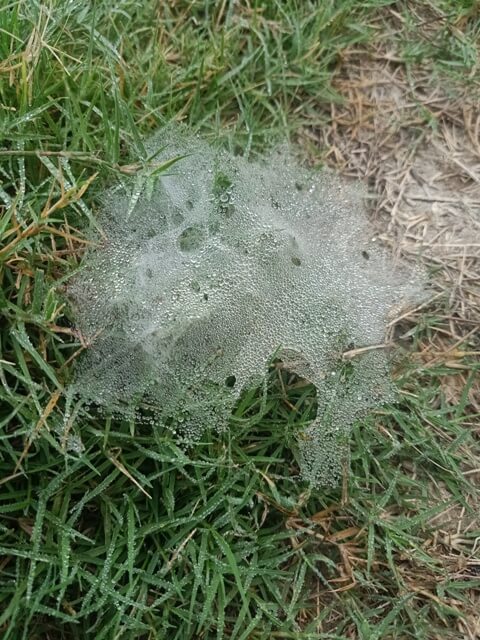 Condensed morning dew on grass with web