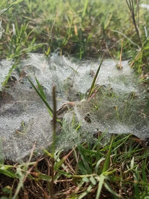 Attractive dew drops on grass and spider web
