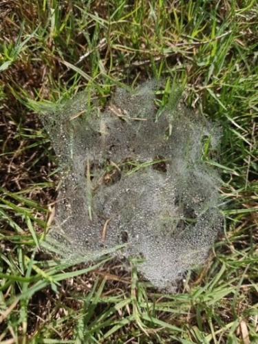Spider web on grass with dew