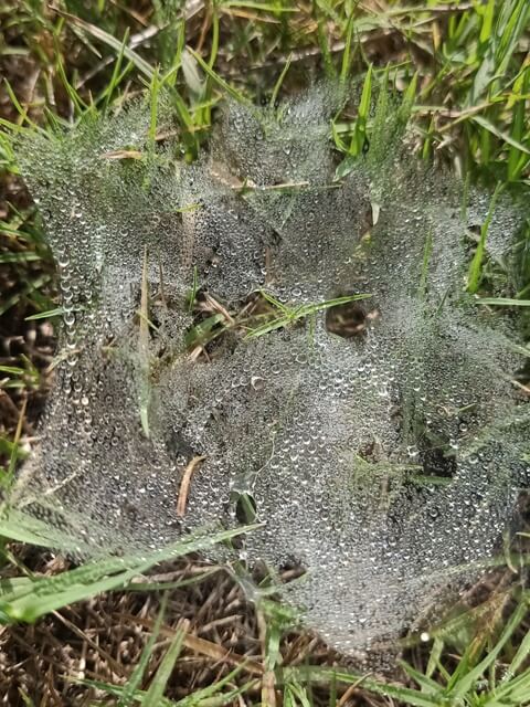 Beautiful spider web with dew drop beads