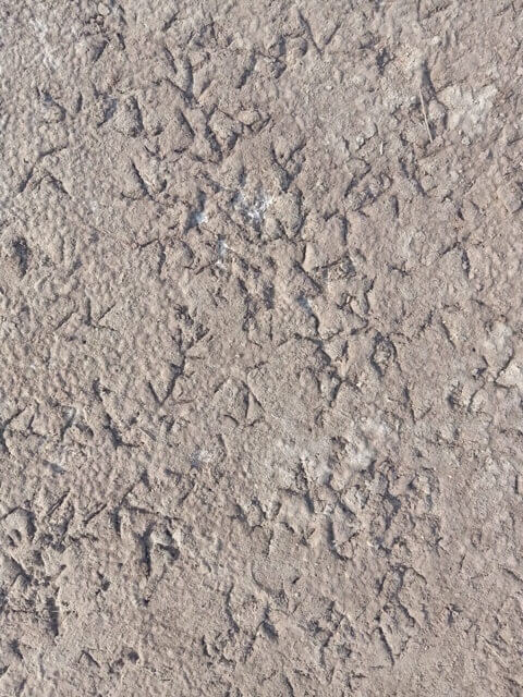 Close up view of ground with bird feet impressions
