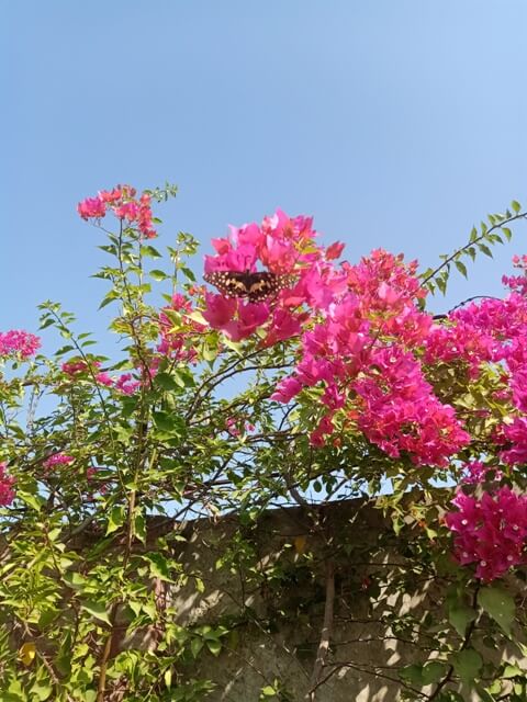 Bougainvillea flowers with butterfly