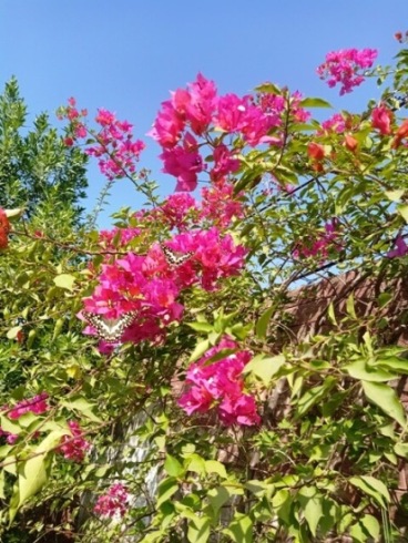 Monarch Butterfly and Bougainvillea