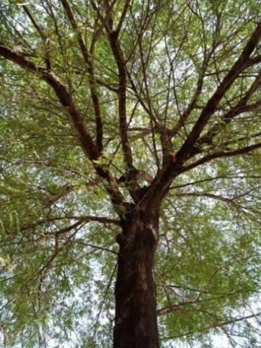 A tree during spring 