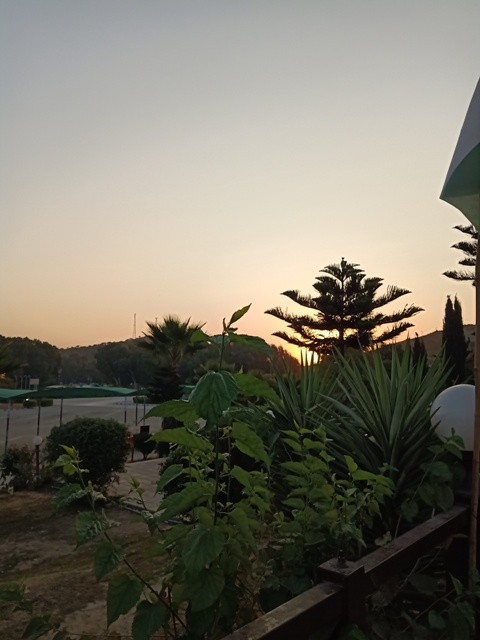 A garden plants and sunset