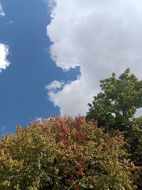 Cloud and sky with autumn tree 
