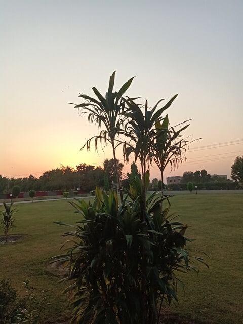 A garden plant with sunset