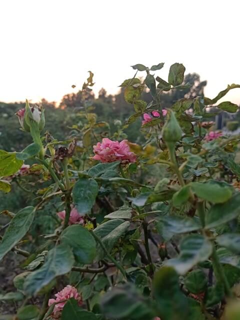 Pink rose bloom 