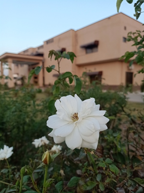 A white rose in a garden 
