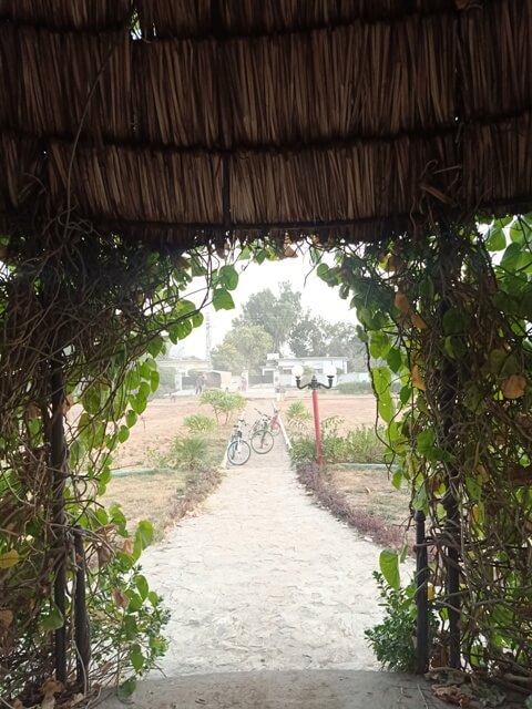 Money plant and a hut