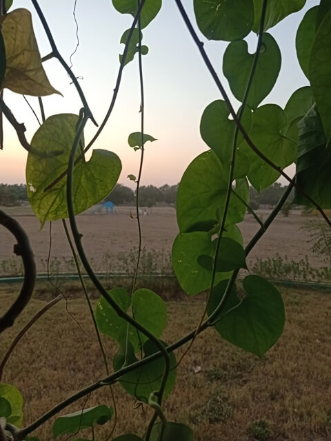 Money plant during sunset