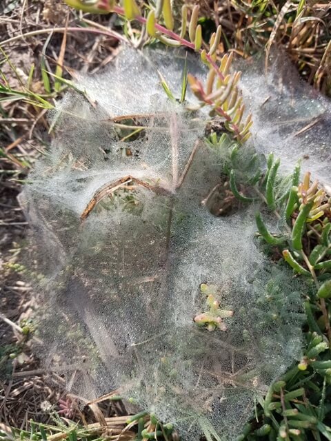 Spider web on grass with dew drops