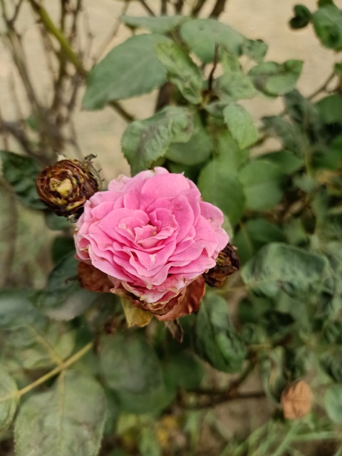 Cute baby pink rose flower