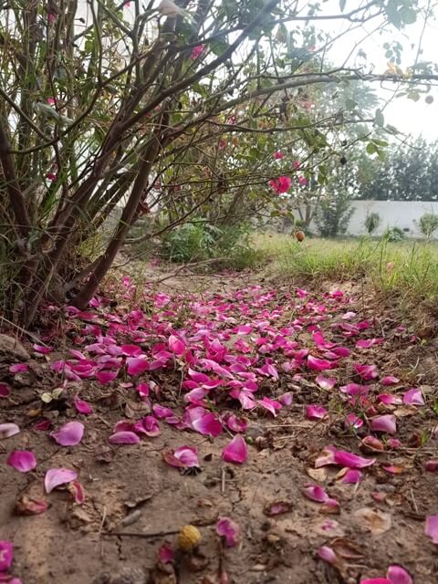 Fall of rose petals from a plant 
