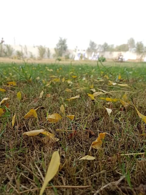Autumn leaves on a grassy ground 