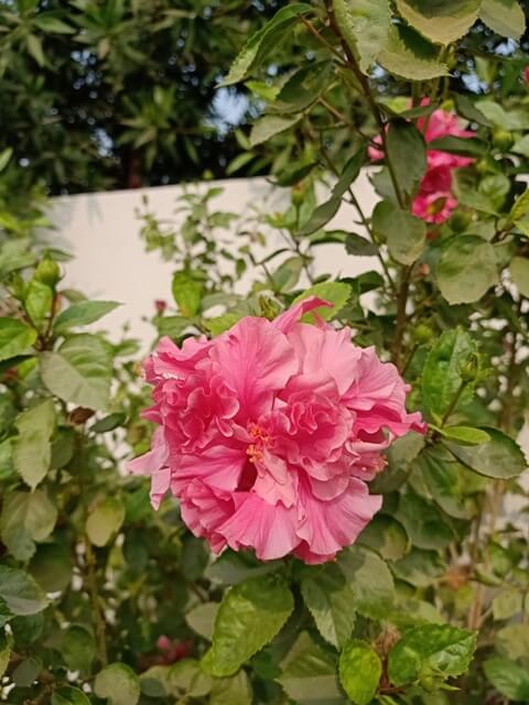 Chinese pink rose mallow 