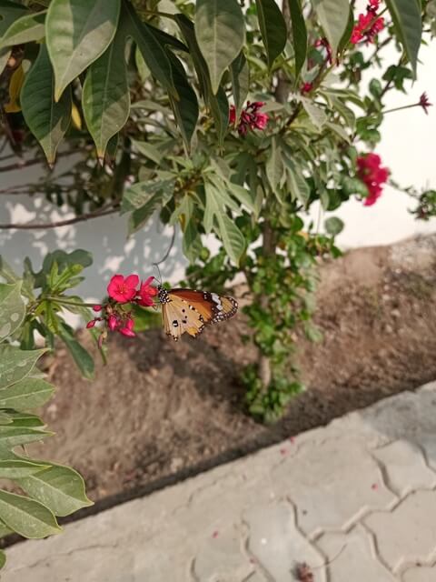 Jatropha plant and monarch butterfly