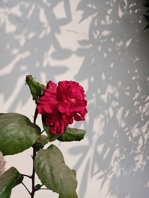 Beautiful red Chinese rose