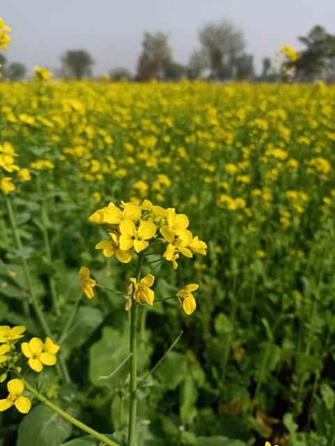 Mustard field in a village 