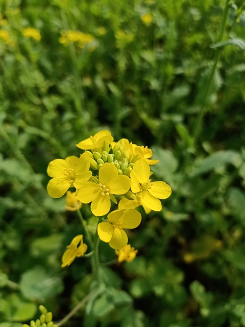 Attractive yellow mustard flowers 
