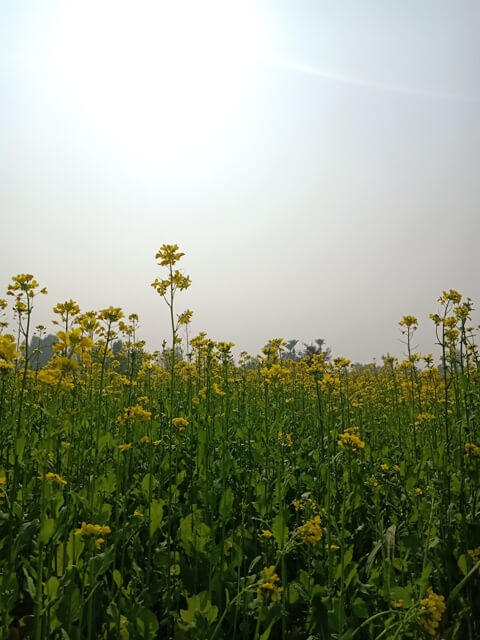 Sunny winter day with mustard field