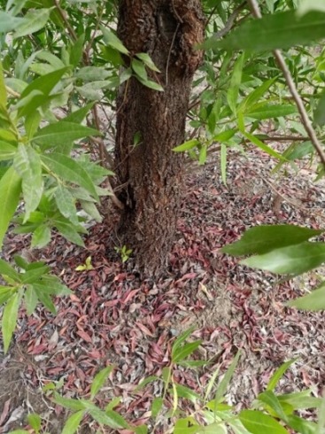 Ficus plant with old and new leaves