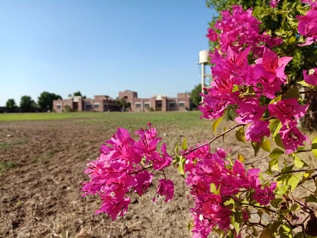 Bougainvillea flower in a ground with building view