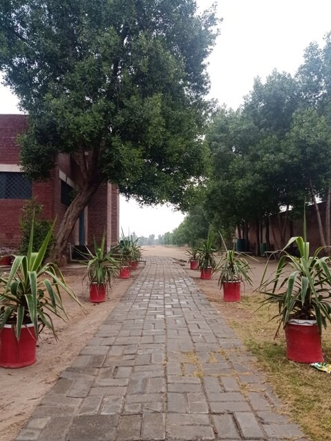 A lawn passage with plant pots