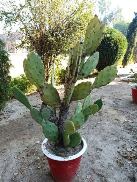 Attractive cactus leaves