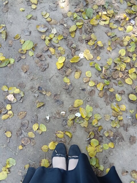 Attractive yellow leaves on ground with a girls feet