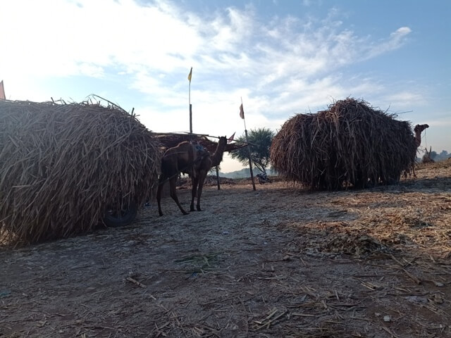Transport of sugarcane by camel carts
