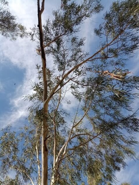 Eucalyptus tree and a bird in the sky