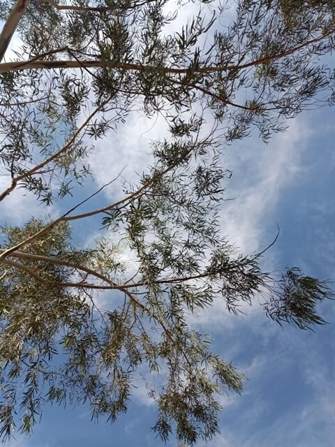 Eucalyptus tree and blue sky
