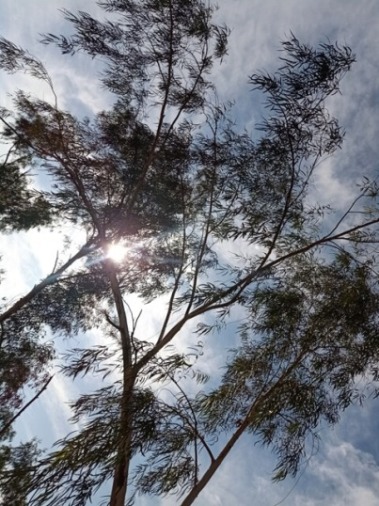 Eucalyptus tree with sky 
